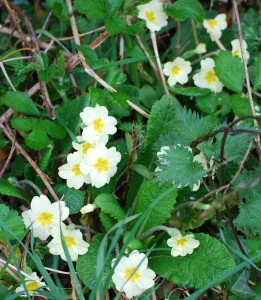 Primula vulgaris, Primroses