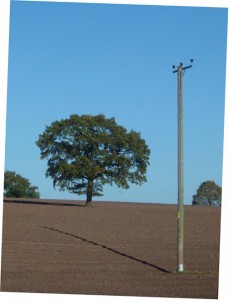Field, tree and pole