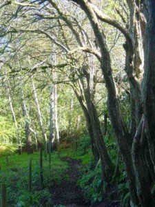 Roger's path, Wrinehill